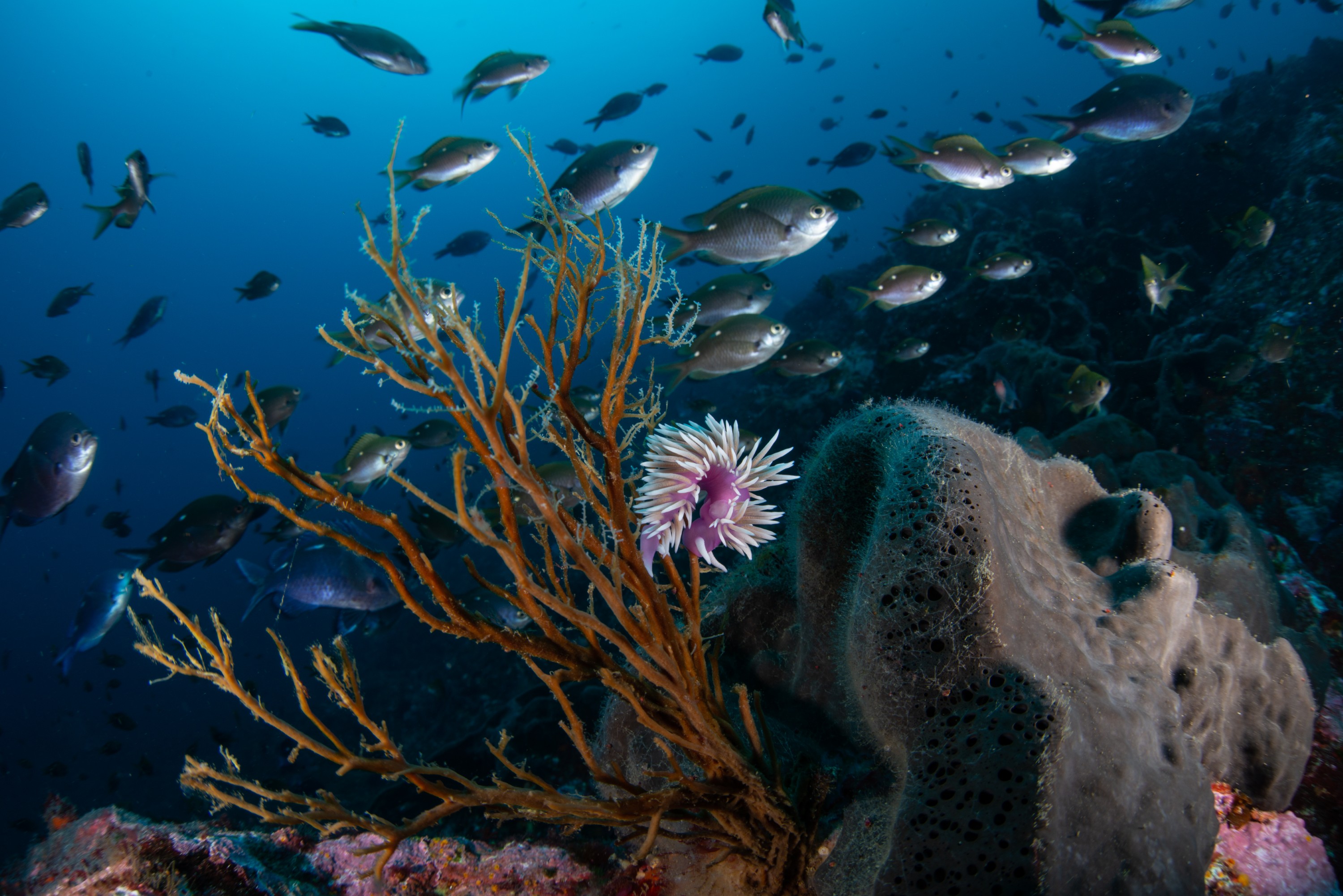 DSC_4307-6 – BayOfIslands, Cape Brett, Diversity, Fish, Kelp, Wideangle, invertebrates